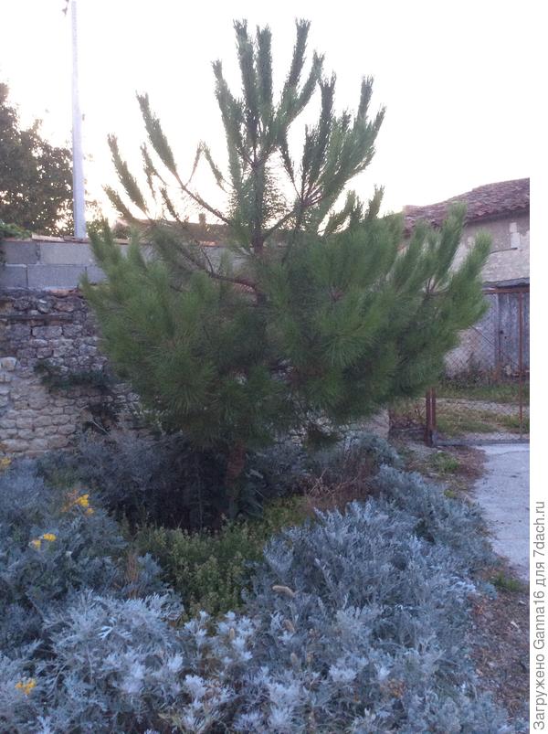 Вот что есть . Для формировки пора обрезать нижние ветви и верхушку.