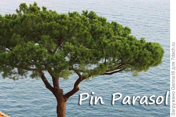 Должно получится вот так. Через много лет, однако.