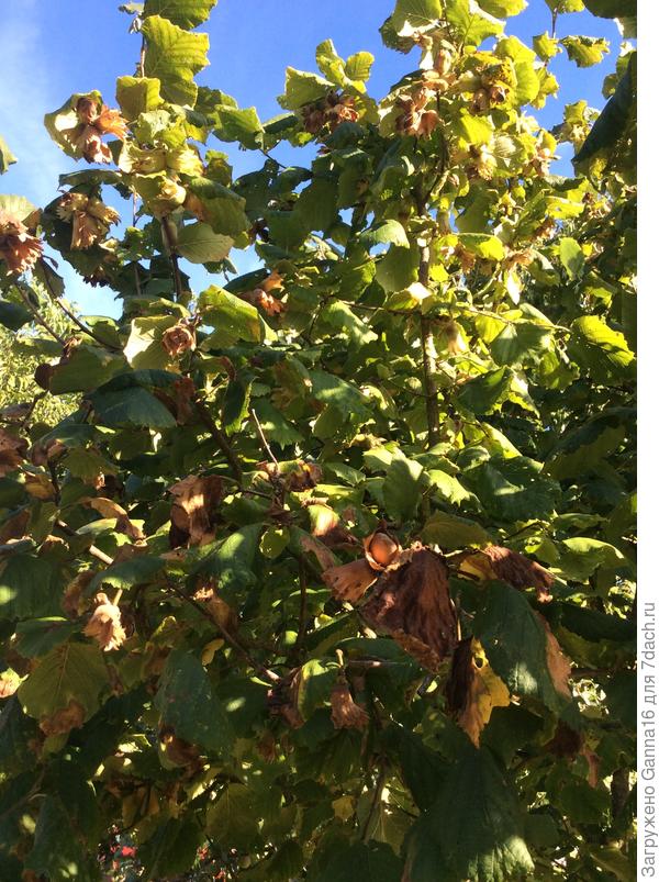 Орехов на весь год хватит...