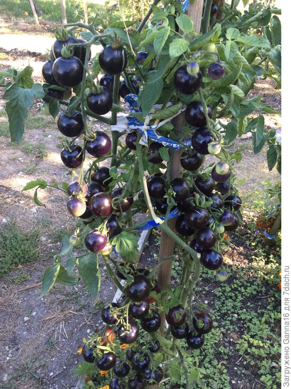 Черрики « Индиго Роз»