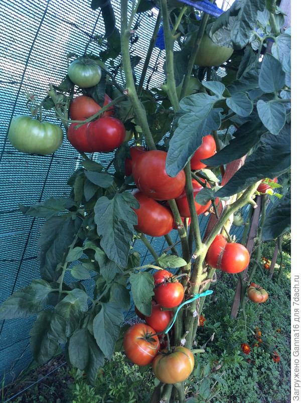 « Жигантомо F1», один из моих любимых гибридов