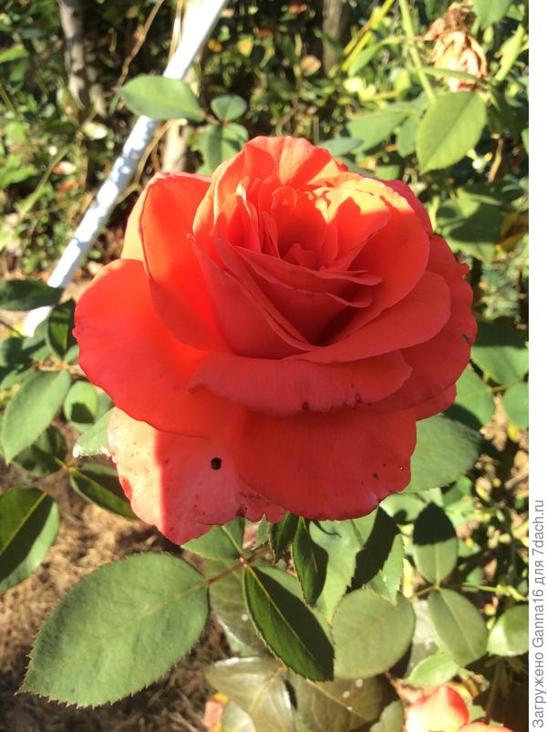 Чуть-чуть красоты