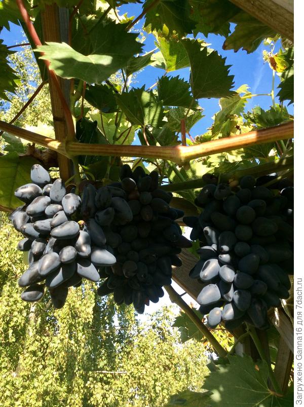 Виноград спеет. Сорт « Филипп»