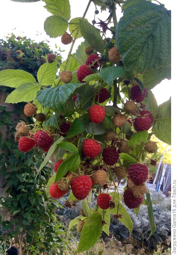 Малинка ремонтантная разошлась