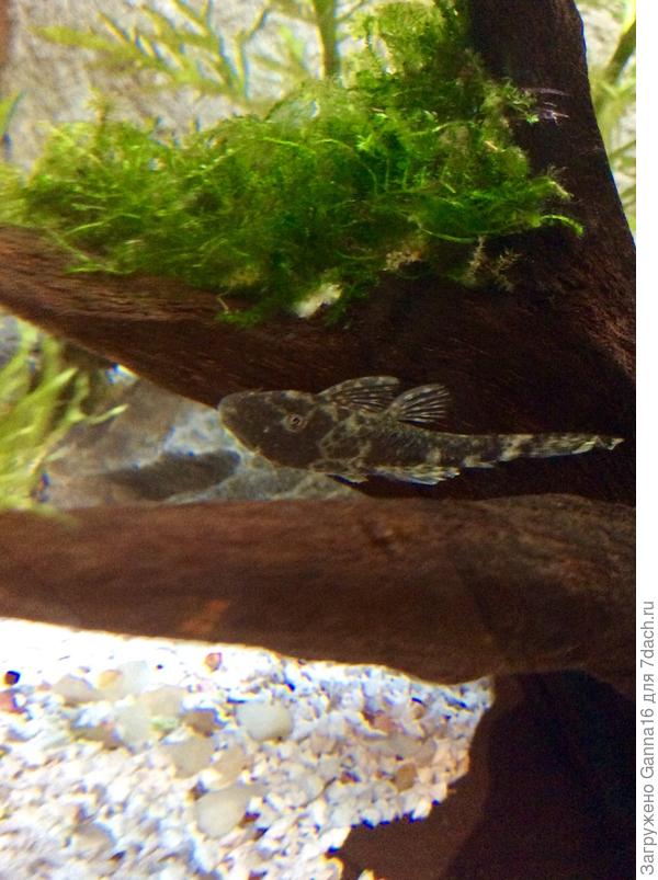 Знакомьтесь- сомик Сёма.