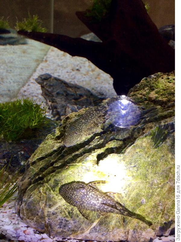 Сверху Сёма, а снизу его новый товарищ. Я их немного подсветила, так им это очень не понравилось.