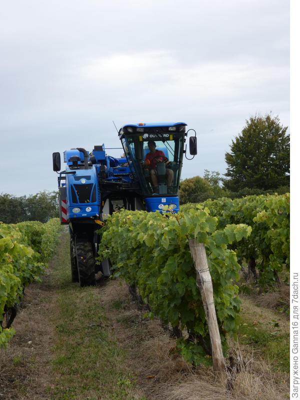 Первый этап приготовления благородного напитка - сбор винограда. Ну а дальше Вы уж сами разберётесь и нас научите....