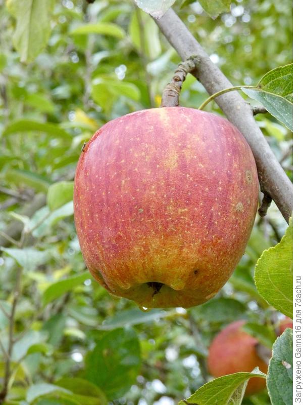 Яблочко. Сорт « что купила, то и растёт»