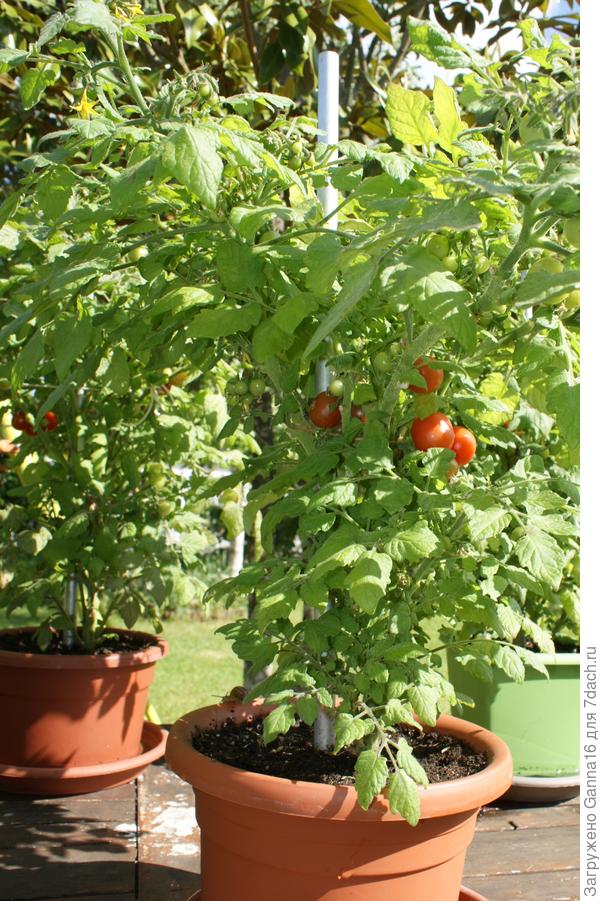 В мае они уже жили на улице