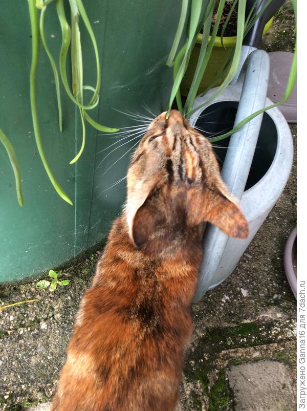 А я тебе цветочки проинспектирую