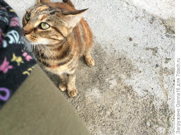 Ну, да, загуляла..., « виновата ли я....»