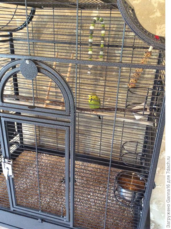 Алекс. Он у нас две недели. Ещё не выпускали. Зато уже спокойно кушает с руки.