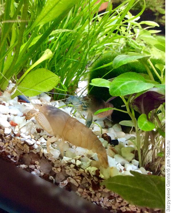 Вчера запустили две креветки