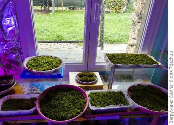 Плантации мха для живых картин