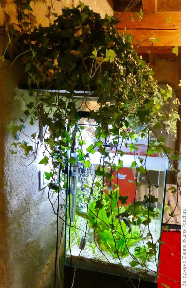 Аквариум ровно стоит, это стена « наклонная»