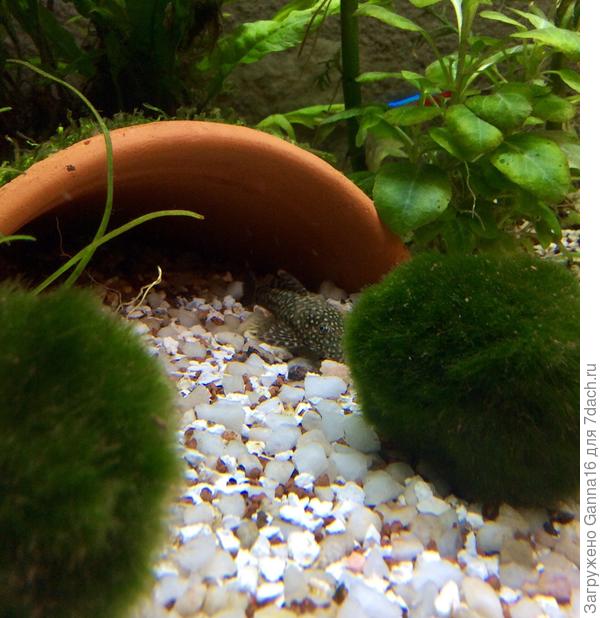 Это он засмущался, спрятался.