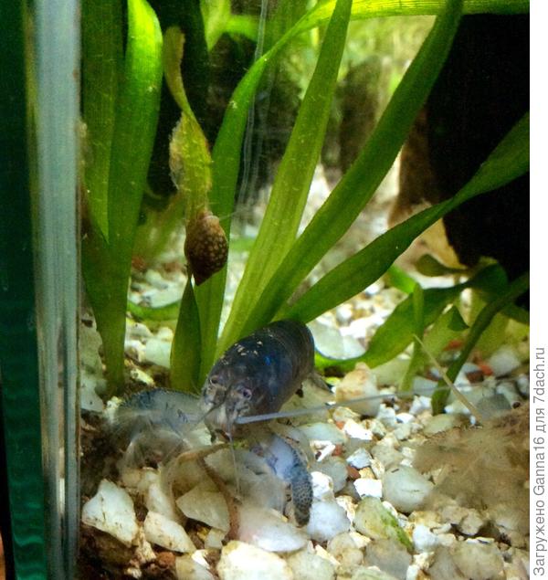 Креветки-фильтраторы