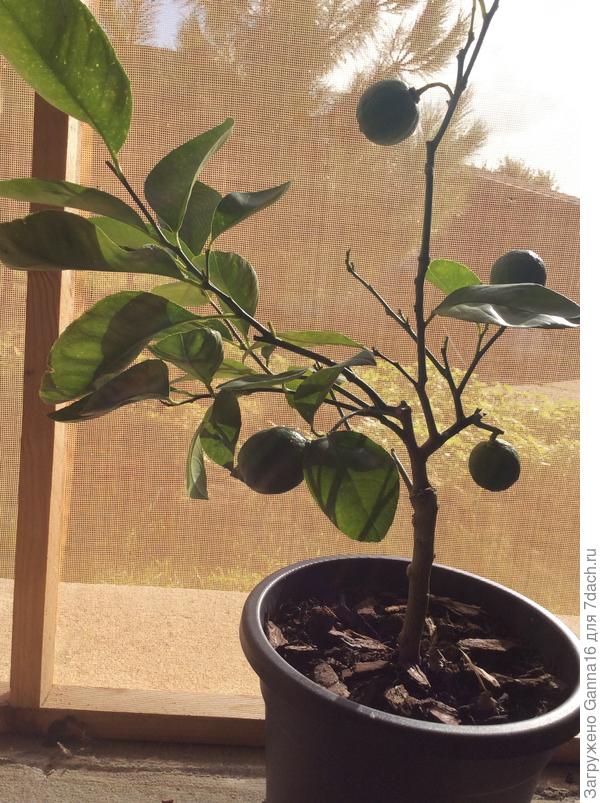 Сладкий лайм на окне ( сегодня тепло)