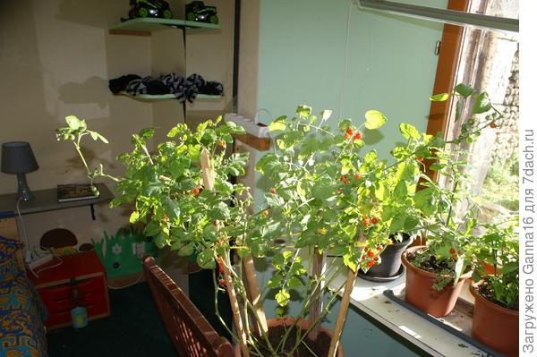 Это спальня или огород?