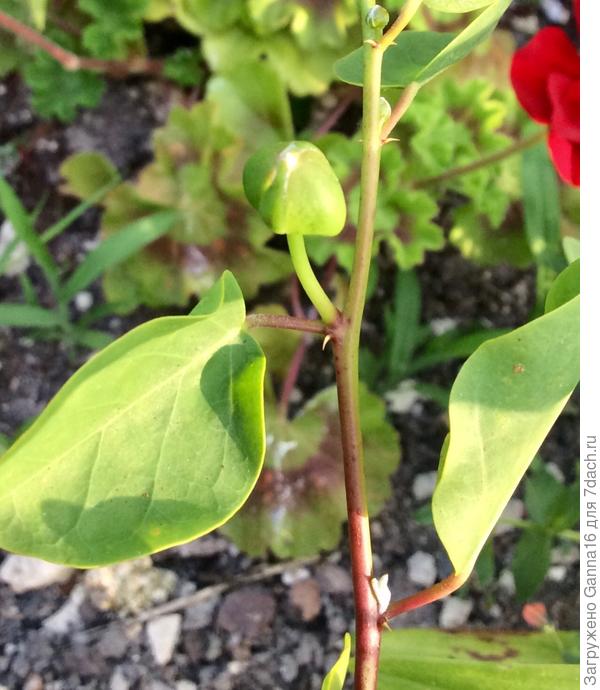 Вот это мариновать