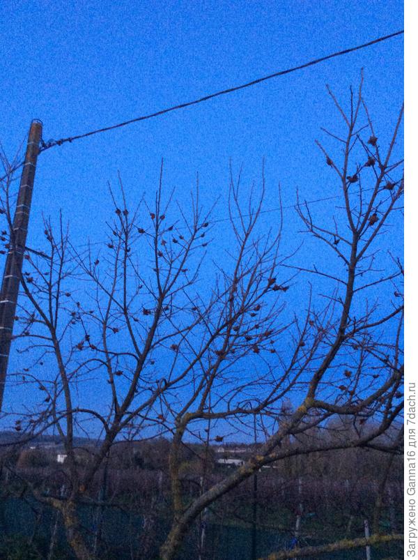 Облом однако........ Птички за два дня ВСЕ подъели ! Только хвостики остались ( не птичек, плодов!) Ну ладно, приятного им аппетита, а мне - нечего зевать.