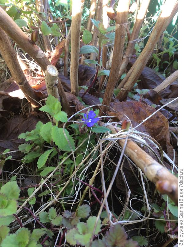 Последняя лобелия