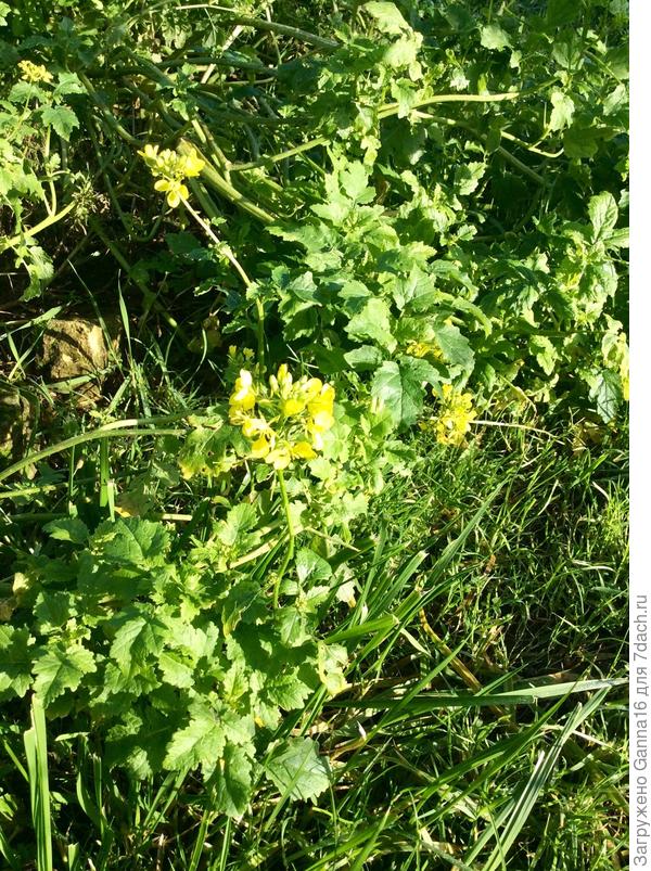 Горчицу давно скосить пора