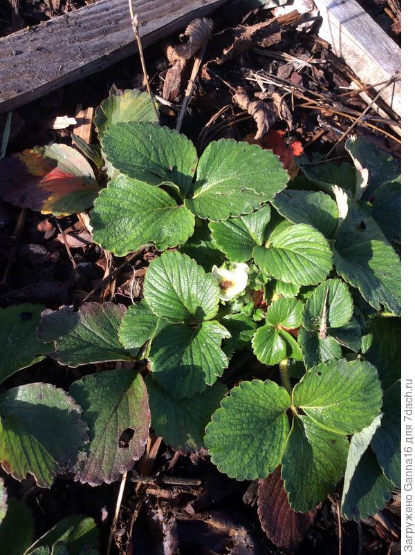 Клубника ещё цветет