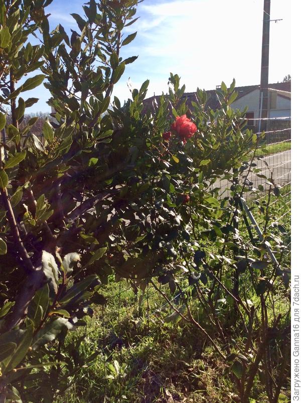 Роза расцвела к Рождеству