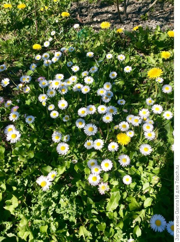 Просто газон ( меня не напрягает присутствие маргариток и одуванчиков на газоне)