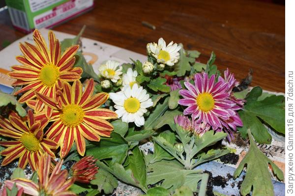 Хризантемы ромашковидные. Не очень эстетично, но здесь идёт процес черенкования