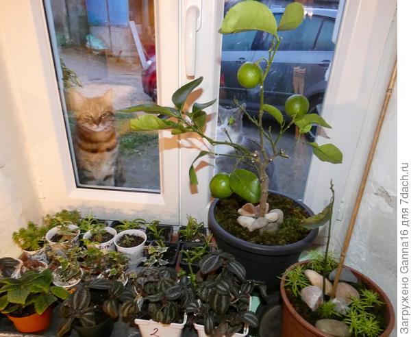 Лайм Танака. Не обращай внимания на чистоту окна. Это « кошкин» окно. Они там всегда требуют чтобы их в дом пустили. Становятся на задние лапы и скребут когтями по стеклу. Бррррр, даже вспоминать страшно этот звук.