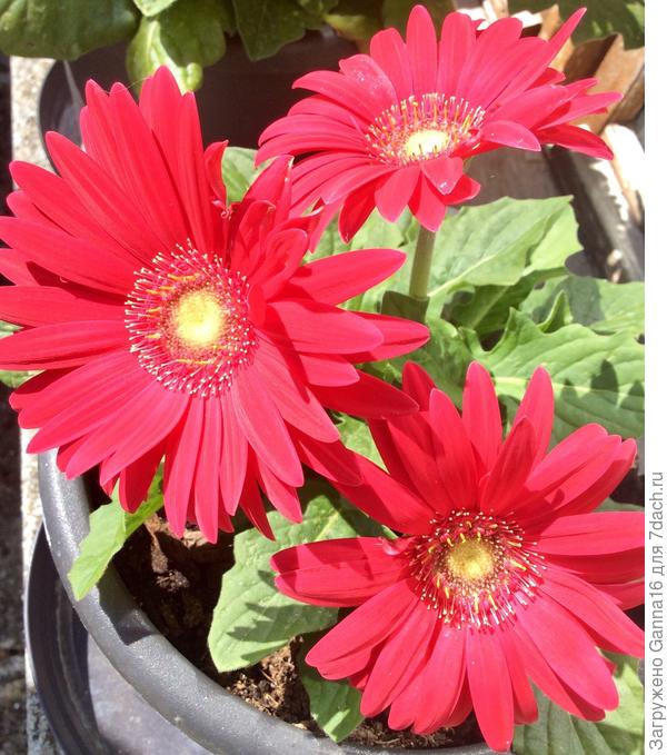 И опять гербера