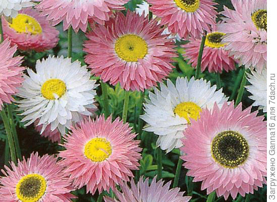 Прекрасно смотрится и уживается с лавандой.