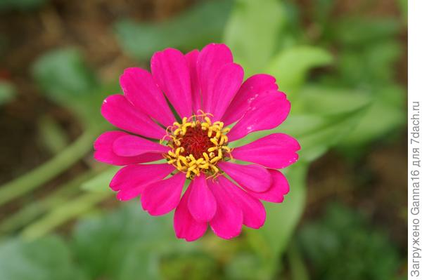 С натяжкой, но тоже ромашковидная