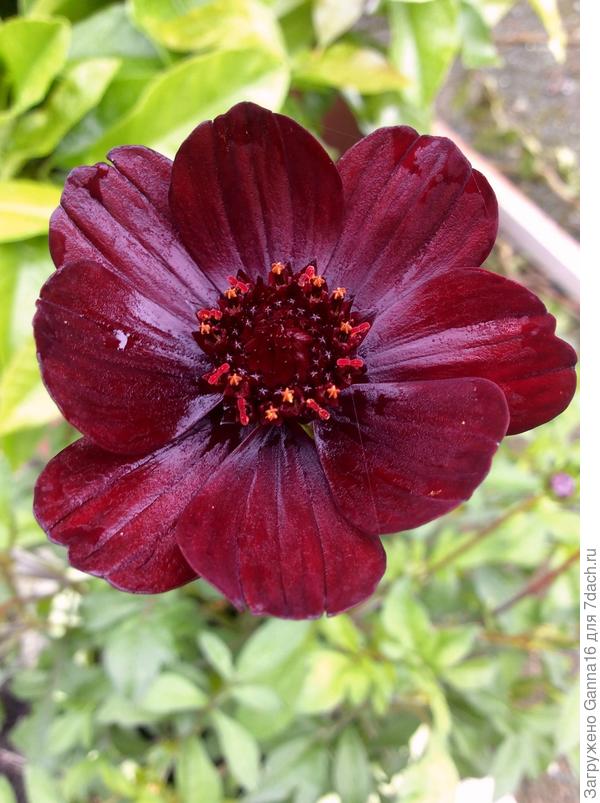 «Шоколадная космея»