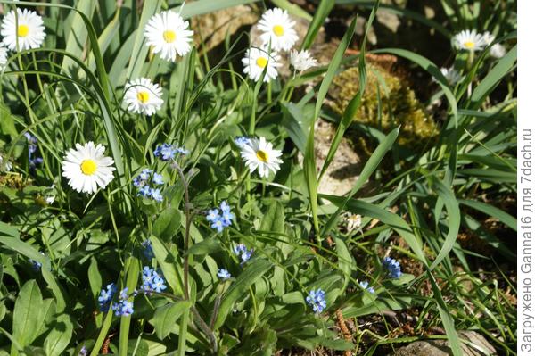 Маргаритки и незабудки
