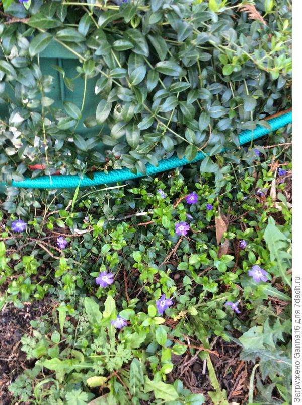 Барвинок цветёт