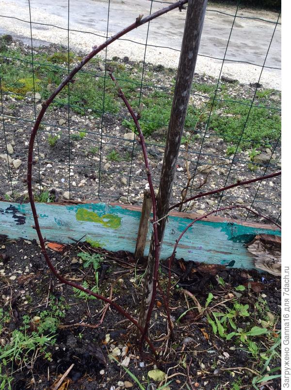 Даймонд, второй год, не обрезана пока