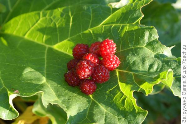 Даймонд, урожай первого года. Фото не передаёт, ягоды аж светятся как настоящие драгоценности. Вкус 100/100!