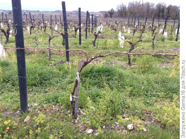 Один из способов обрезки и подвязки.