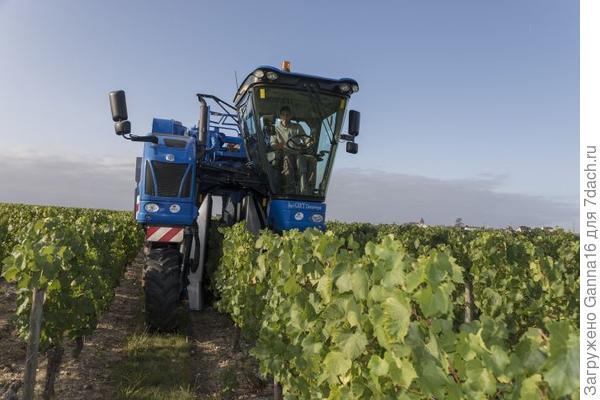 Сбор винограда. У нас коньячные сорта и урожай снимают не особо царемонясь. Поэтому кисти могут располагаться низко. Винные сорта собирают вручную и , естественно, подвязывают и обрезают по другому. Этим способом я не интересовалась, да и вообще обрезать не умею. Свой виноград стригу очень приблизительно.