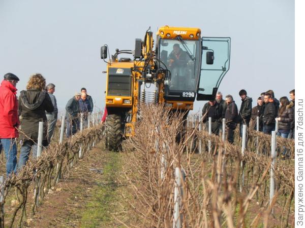 Обрезка с помощью трактора. Используется редко, так как результат заставляет желать лучшего.
