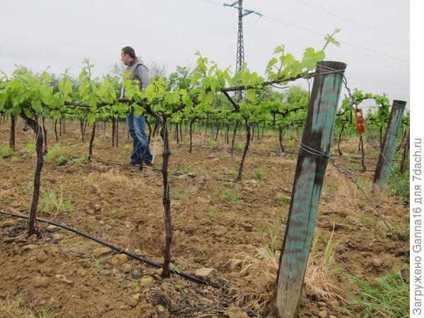 Другой способ обрезки, здесь кисти будут находиться выше. Такой способ используют все чаще, он менее затратен и можно обрезать с помощью техники, а не в ручную. Недостаток - раннее старение растения.