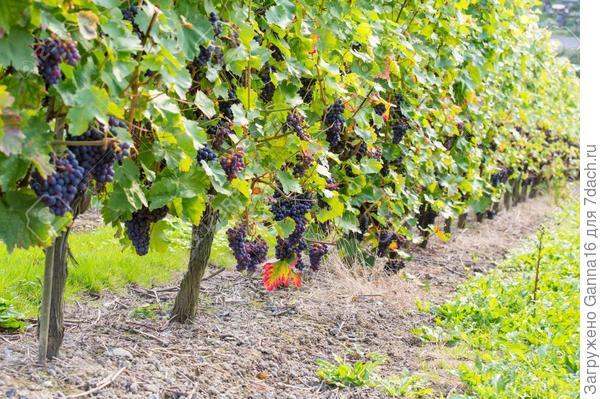 Несколько кустов