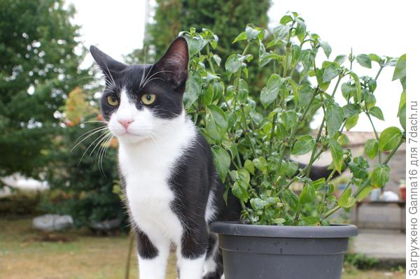 Потому, как охранником работаю