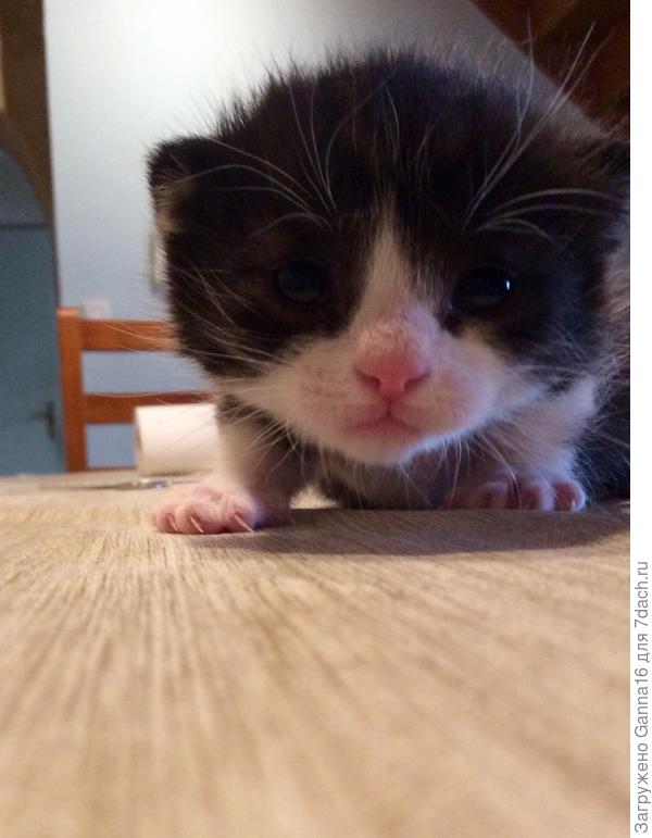 Чуть позже. Первые шаги