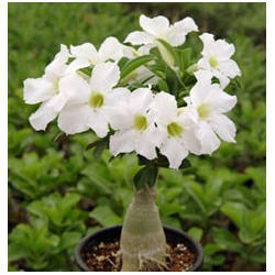 Ароматная звезда