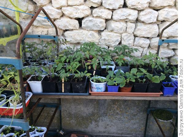 Первая « волна» посевов