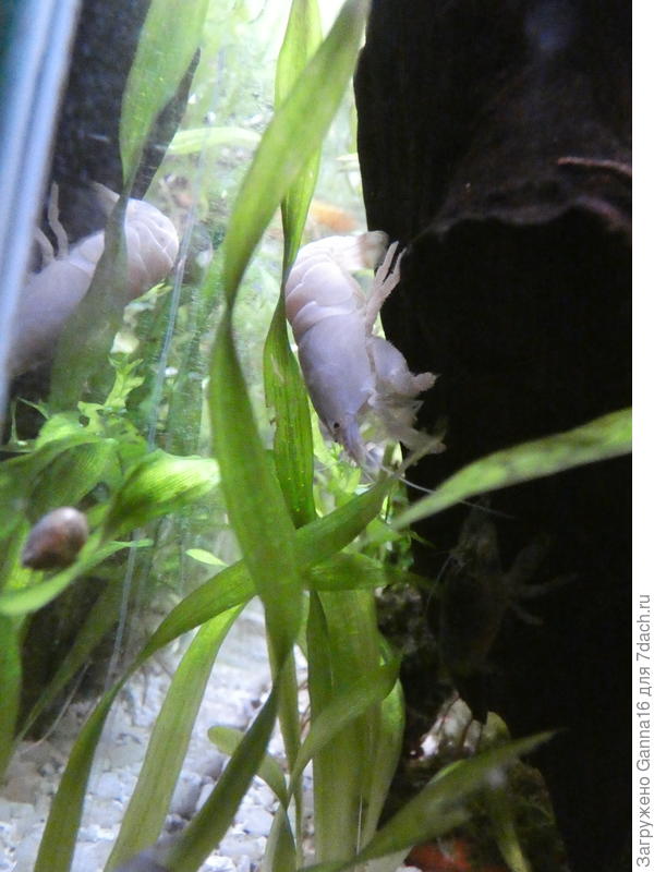 Фильтраторы после линьки остаются почти белыми пару дней